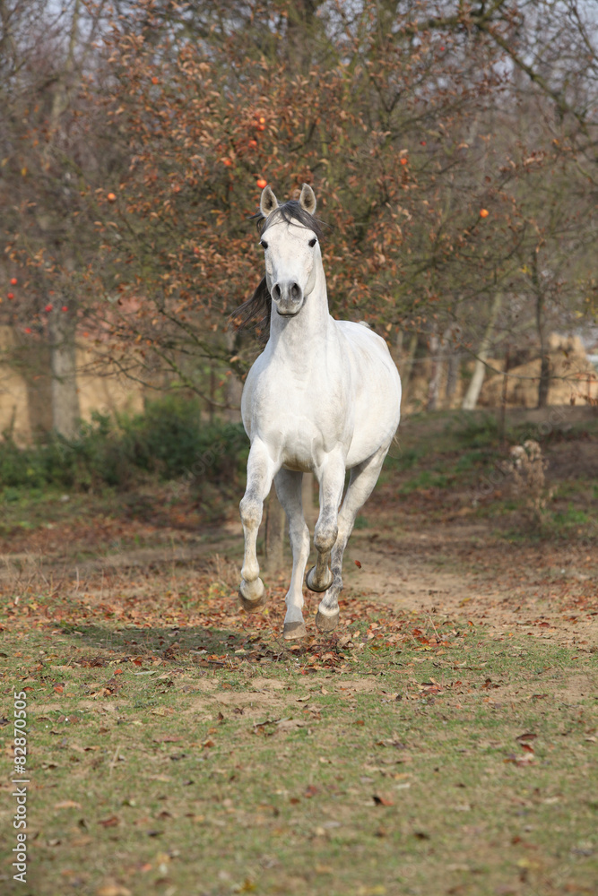Obraz premium White arabian stallion running