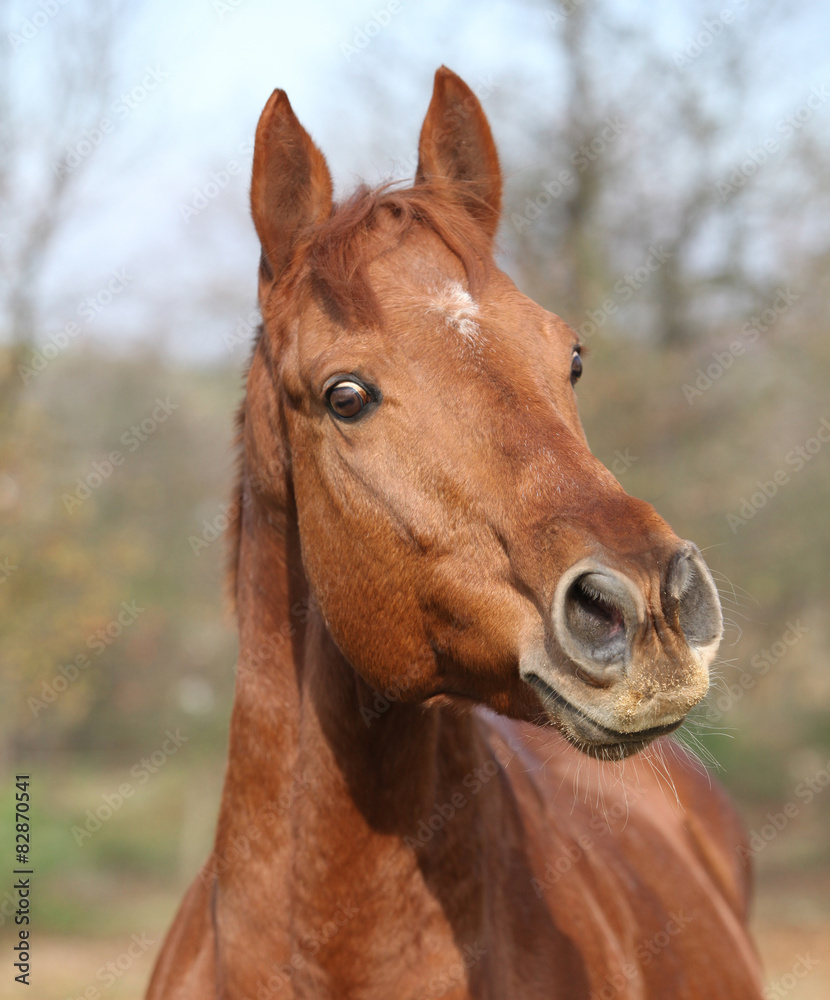 Fototapeta premium Nice chestnut horse looking at you