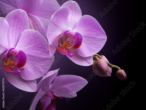 magenta orchid