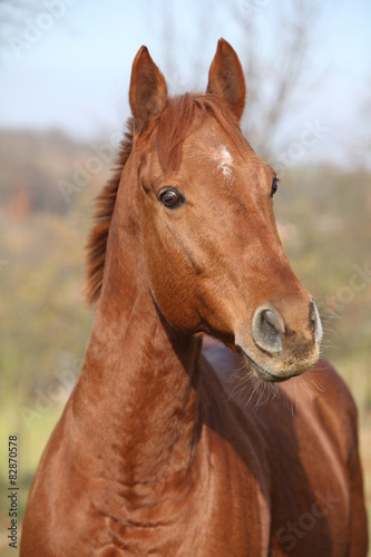 Nice chestnut horse looking at you