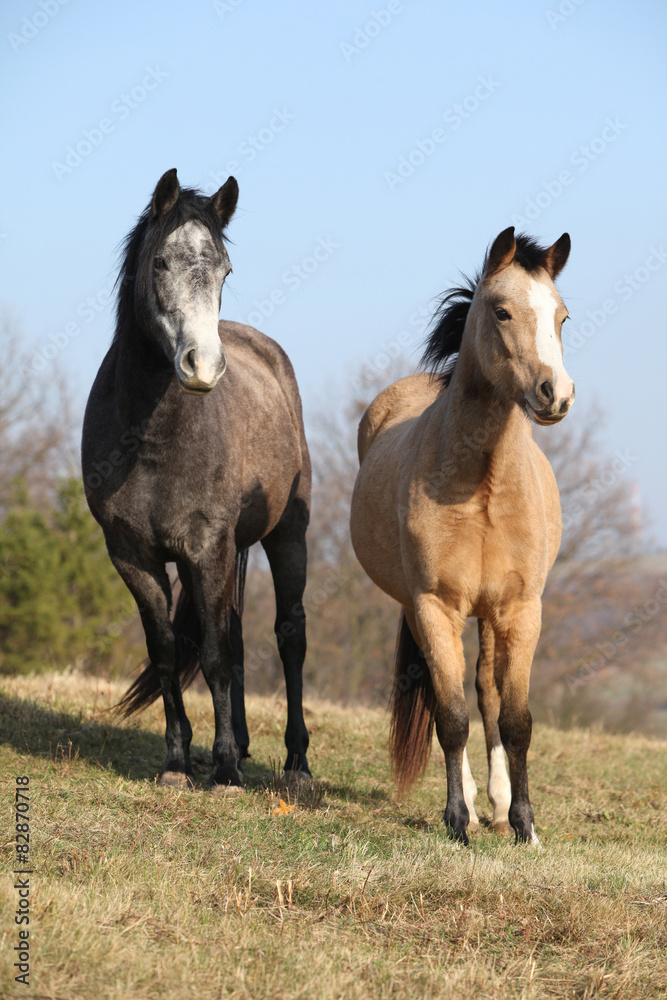 Two horses looking at you