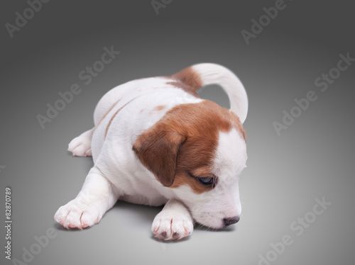 Fototapeta Naklejka Na Ścianę i Meble -  sad lone puppy Jack Russell