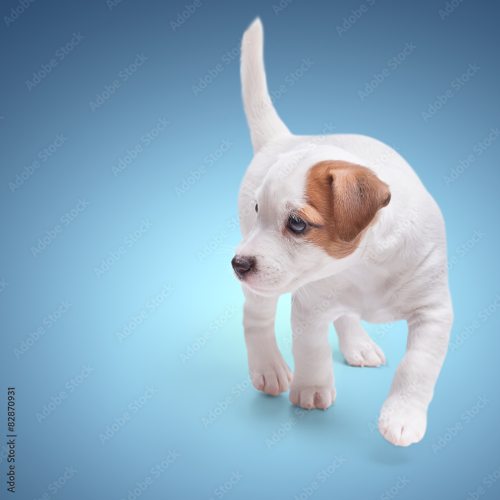 the puppy Jack Russell