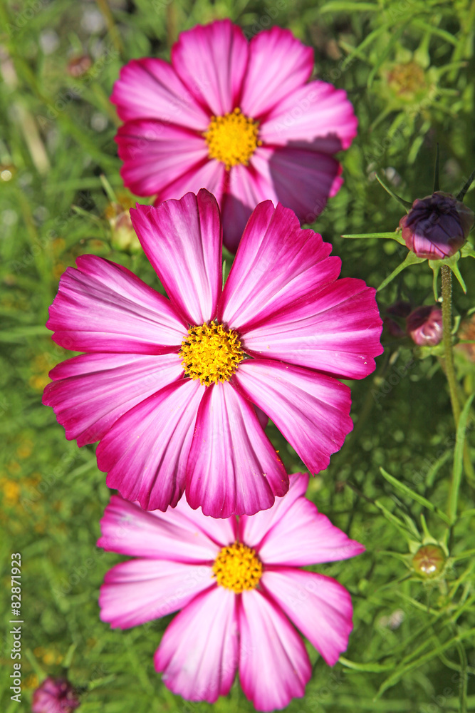 Obraz premium Cosmos rose et blanc