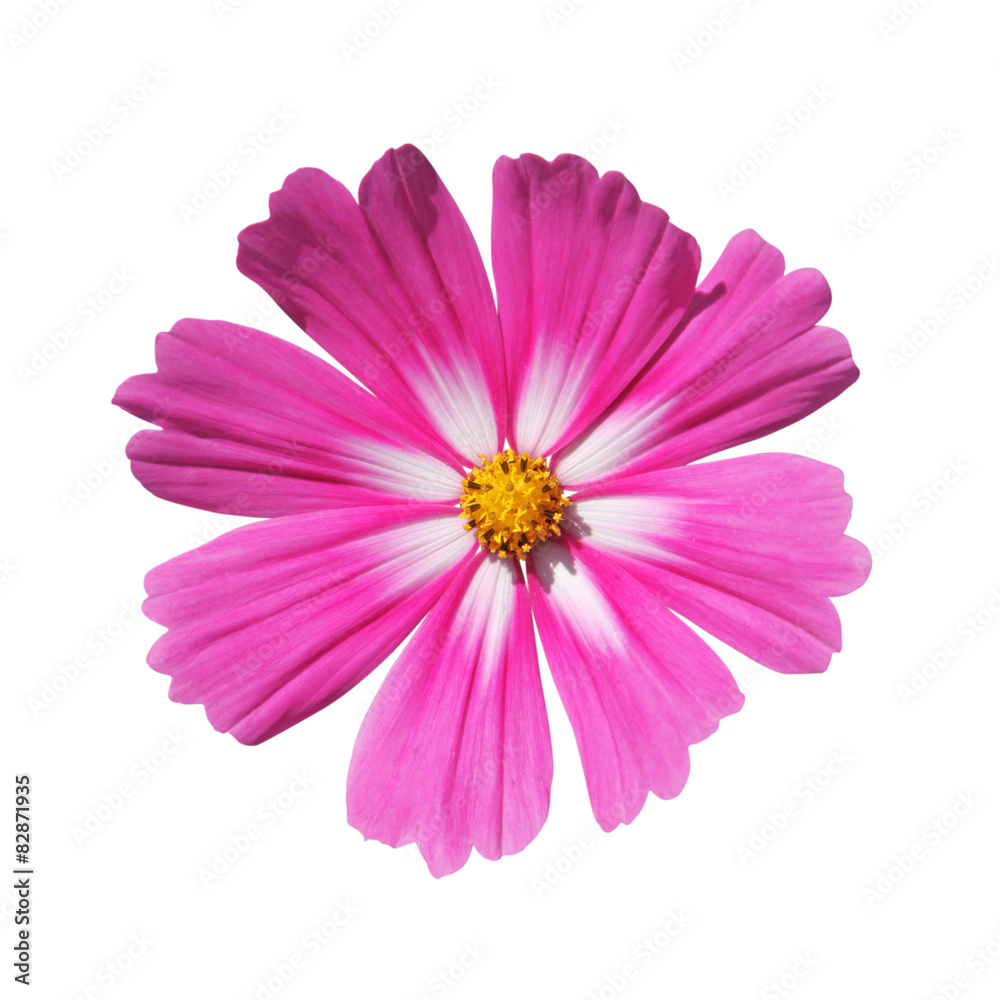 Fleur de cosmos rose et blanc Photos | Adobe Stock