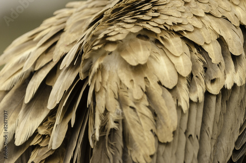A closeup of brown feathers of a vulture.