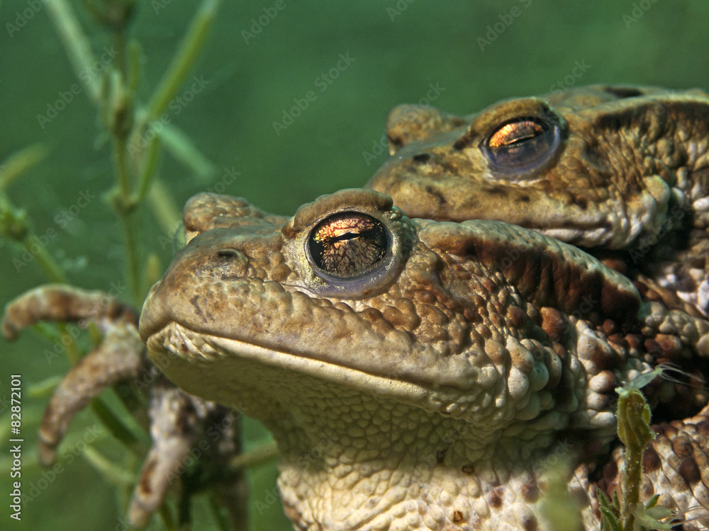 Obraz premium Mating toads underwater (Bufo bufo)