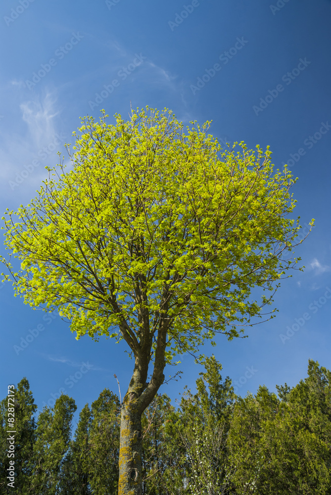 Tree in spring Tree in spring