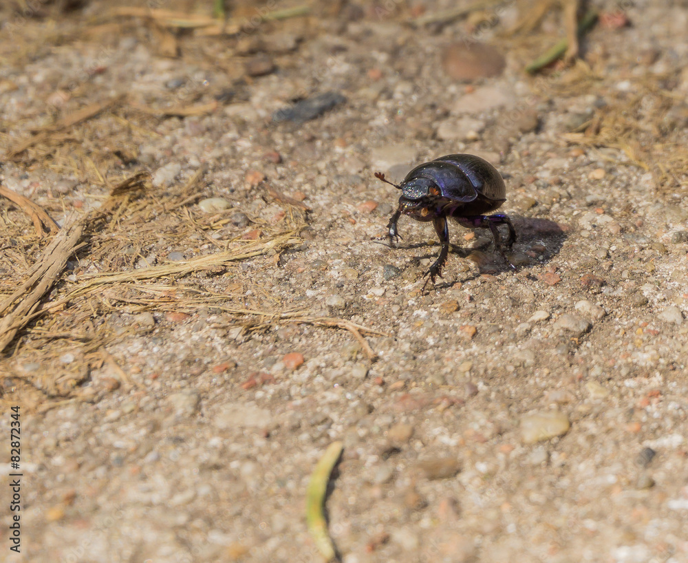 Dung beetle (Geotrupes stercorarius) walking