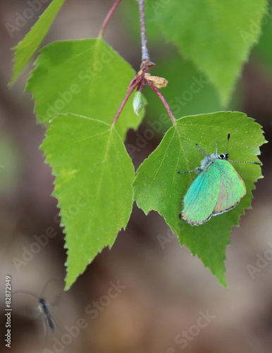 Schmetterling Grüner Zipfelfalter an Birkenblatt photo