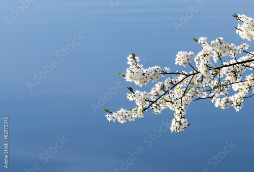 Blossoming cherry tree
