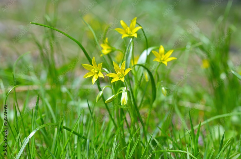 Gagea pratensis, called the Yellow Star of Bethlehem Gagea pratensis, called the Yellow Star of Bethlehem
