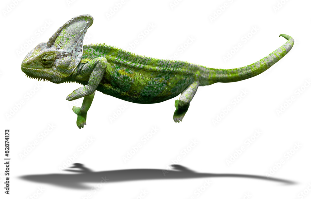 Colorful chameleon closeup isolated on white with shadow Colorful chameleon closeup isolated on white with shadow