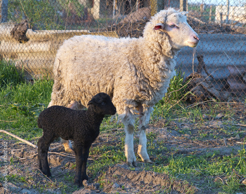 White sheep and black lamb in the courtyard of farm
