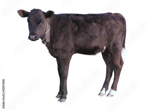 Beautiful black little pretty calf isolated over white photo