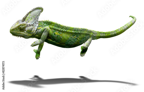 Colorful chameleon closeup isolated on white with shadow