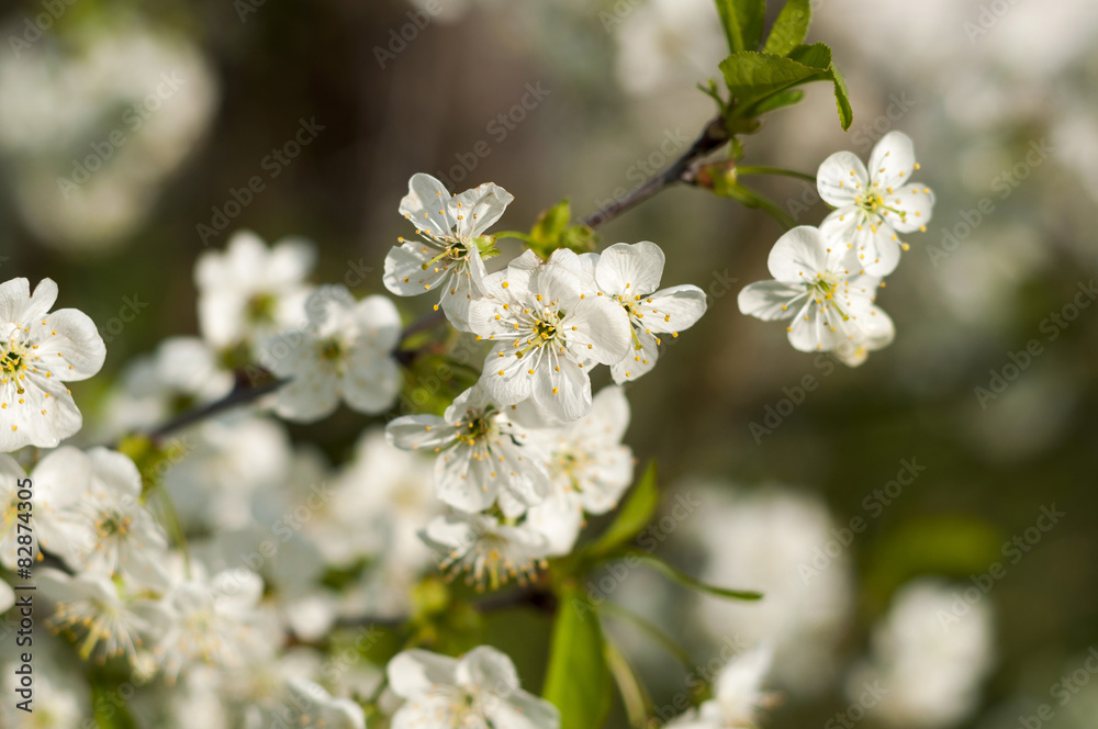 Spring flower, peach blossoming on green background
