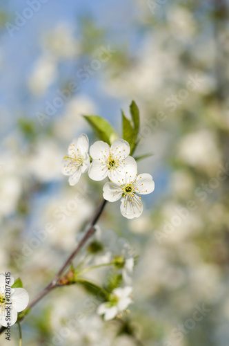 Spring flower, peach blossoming on green background