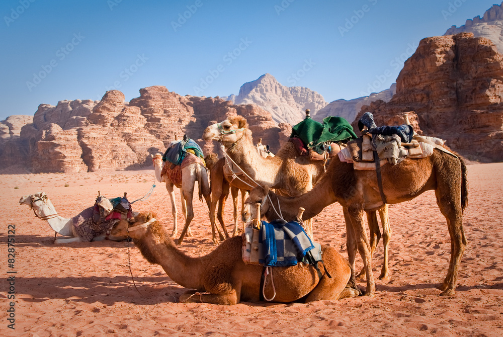 Fototapeta premium camels in the sands