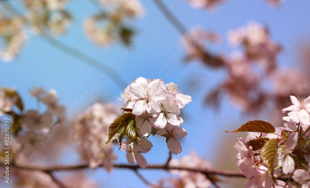 photo cherry blossoms