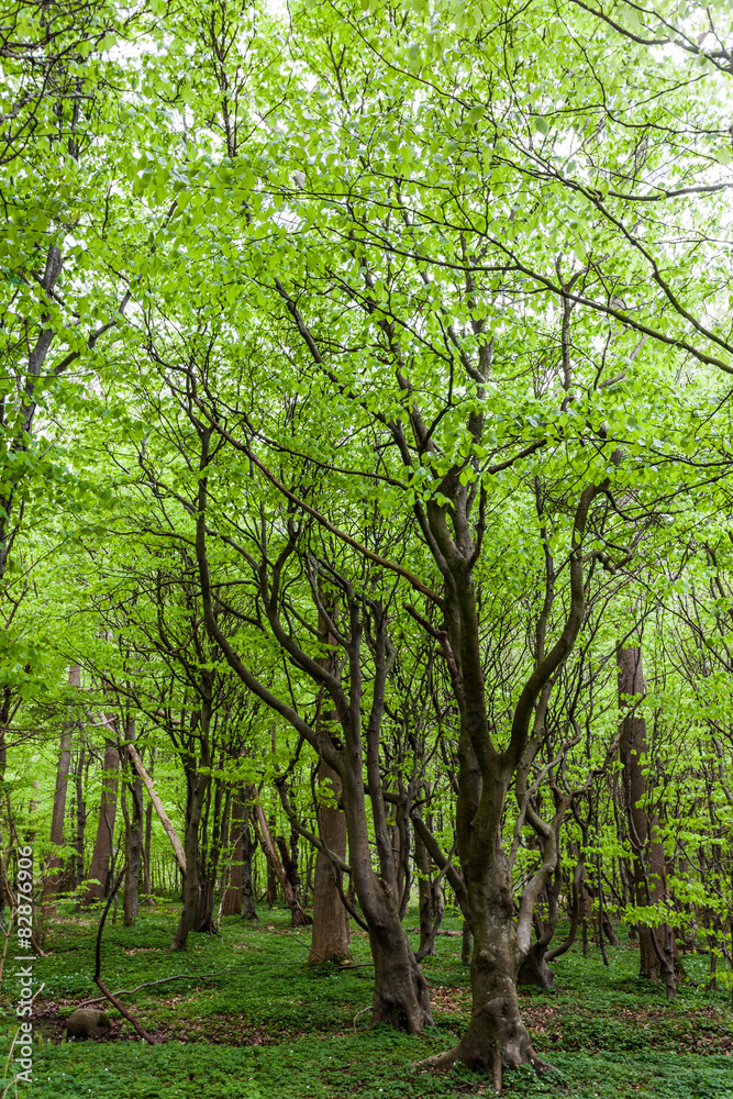Fototapeta premium Gespensterwald Nienhagen