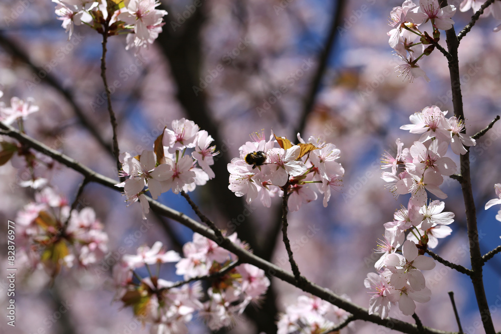 photo cherry blossoms photo cherry blossoms