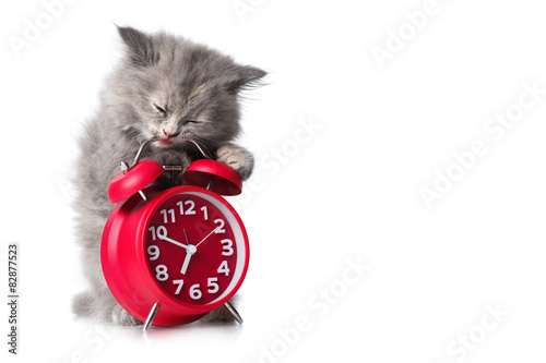 Fototapeta Naklejka Na Ścianę i Meble -  Adorable kitten with red alarm-clock isolated copyspace