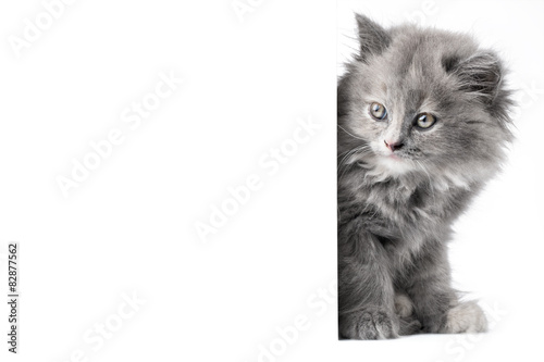 Fototapeta Naklejka Na Ścianę i Meble -  Cat or kitten isolated behind signboard