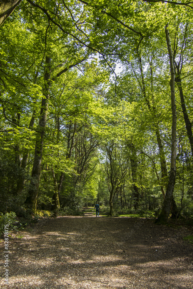 lone man walking down tree lined path