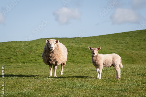 mother sheep and her lamb