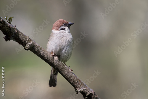 Tree sparrow perched 