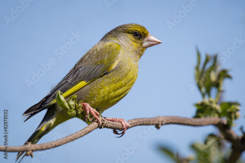 Greenfinch perched on a branch 