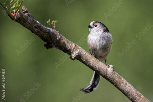 Long-tailed tit perched on a diagonal branch 