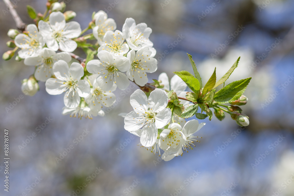 Blossoming cherry tree