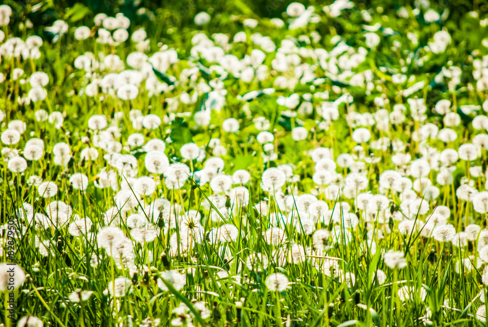 White dandelions in spring
