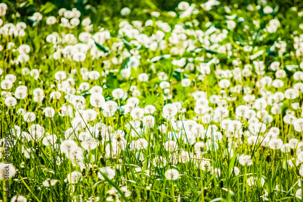 White dandelions in spring White dandelions in spring
