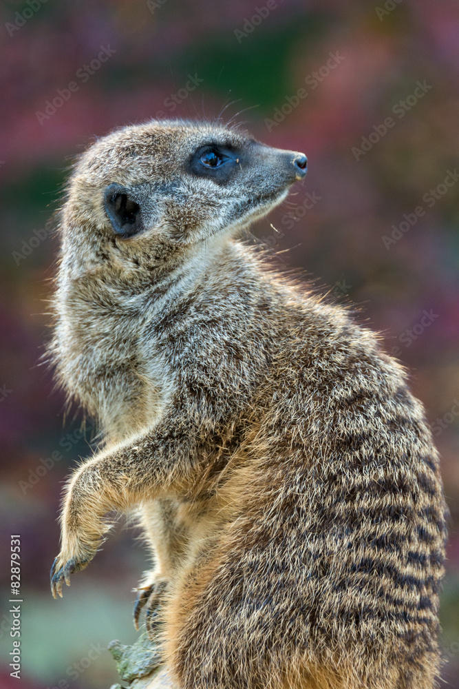 Fototapeta premium Suricata suricatta
