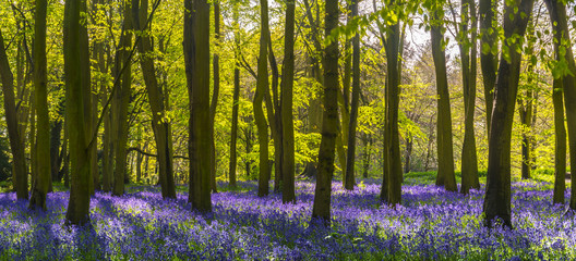 Fototapete Landschaften Sonnenlicht wirft Schatten über Glockenblumen in einem Wald  © allouphoto