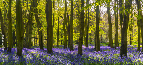 Sunlight casts shadows across bluebells in a wood #82879966