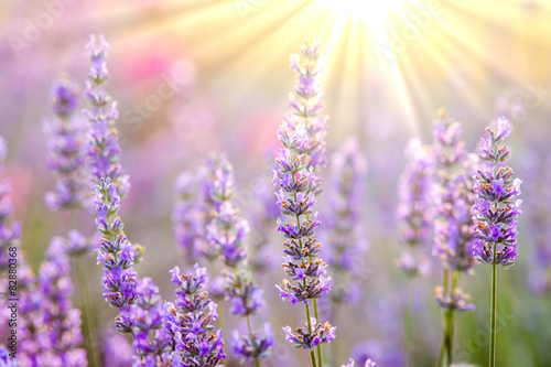 Fototapeta Naklejka Na Ścianę i Meble -  Lavender