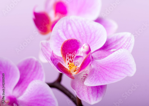 orchidee © InPixKommunikation