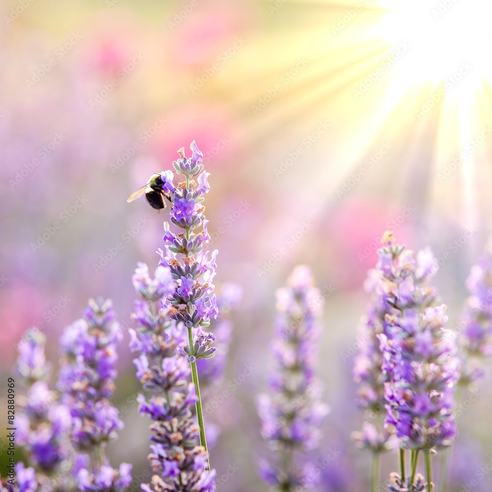 Fototapeta premium Bee on Lavender
