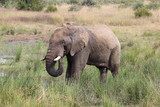 Elefant im Pilanesberg National Park