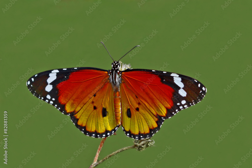 Obraz premium SULTAN