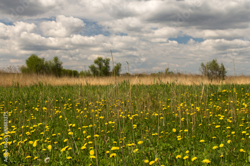 Meadow with yellow dandelions. © sveten