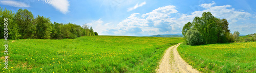 Country road among green meadows with dandelions