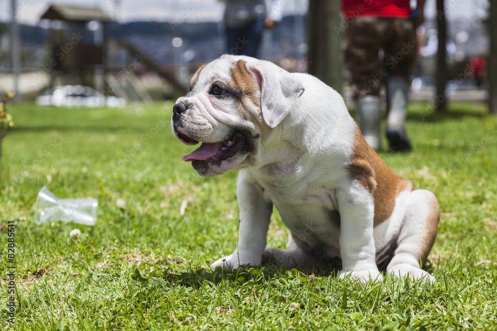 Fototapeta premium English Bulldog puppy