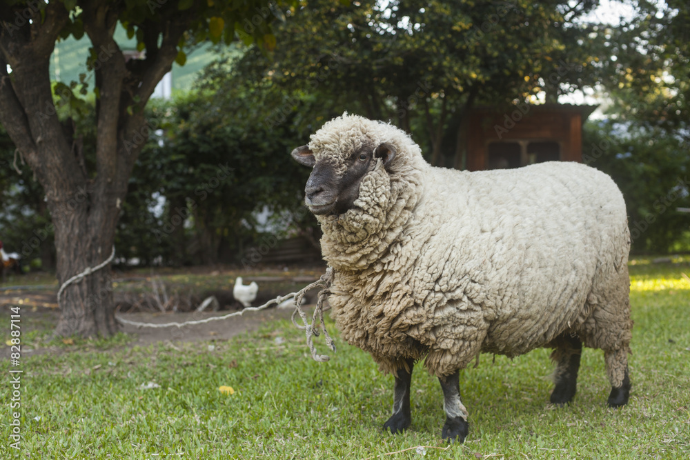 Sheep in farm tied to a tree