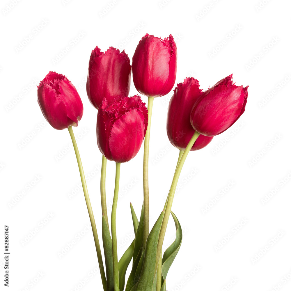 Fototapeta premium tulip flower full-length on a stem