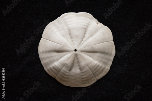 sand dollar shell against black background